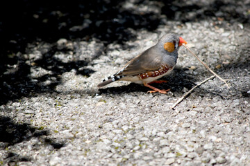 this is a side view of a zebra finch hold a twig for making a nest