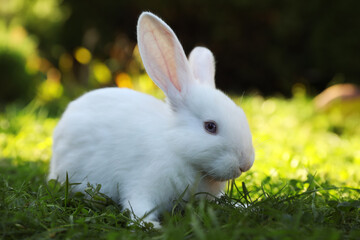 Cute white rabbit on green grass outdoors