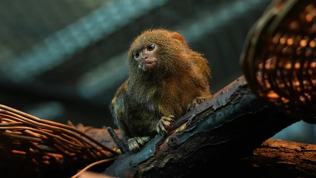 Close up Pygmy marmosets | Tamarin monkey sitting on a branch. The tamarins are squirrel-sized New World monkeys from the family Callitrichidae in the genus Saguinus.
