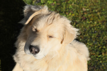 Adorable white dog on green grass, closeup