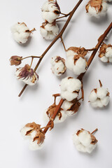 Dried cotton branches with fluffy flowers on white background, flat lay