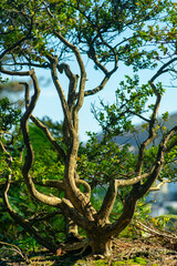 Tower bosai style decorative tree in a wooden natural area with moutains and blue sky background