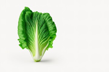 fresh chinese cabbage on a white background. Fresh vegetable isolated on white. cabbage. generative ai