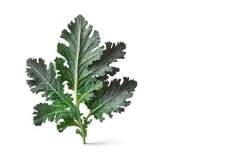 Fresh vegetable isolated on white. Kale leaf salad vegetable isolated on white background. Creative layout made of kale closeup. Food concept. generative ai