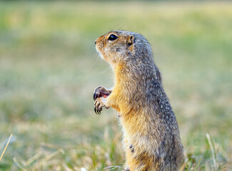 Portrait of a gopher on the grassy lawn. Close-up