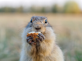 Gopher on the grassy lawn is looking at the camera. Close-up