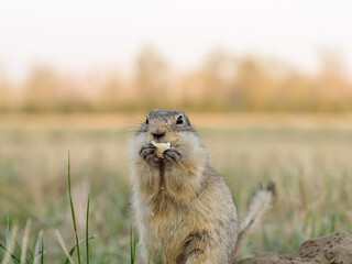 Gopher on the grassy lawn is looking at the camera. Close-up