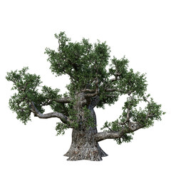 Single tree on transparent background, High quality isolated tree