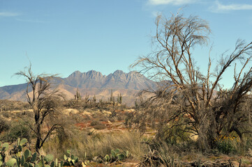 Fototapeta premium Four Peaks Mountains, Arizona