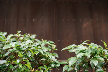 和風な壁と生垣　木製雨戸　鎧戸　日本　日本家屋　コピースペース