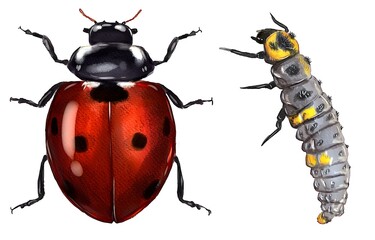 Watercolor drawing of the seven spot ladybird beetle and its larvae on a isolated background, bug, insect pest, digital painting.