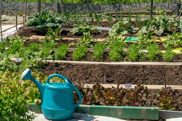 Fototapeta premium Urban farming view, organic and natural vegetables harvest. Grassroots activism and transformation of public spaces, urban renewal agriculture and ecology. Guerrilla gardening and food security