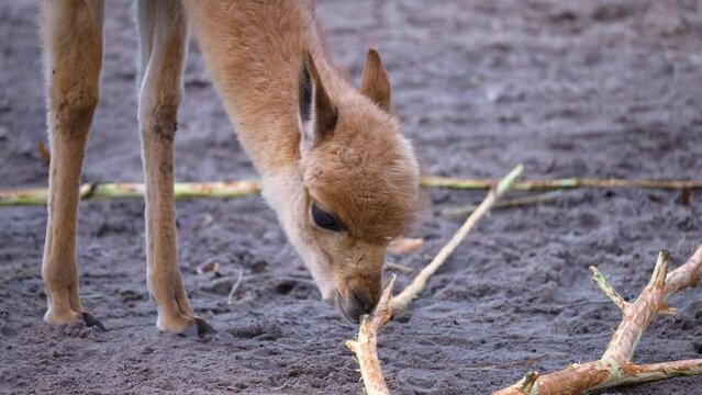 Close up The vicu&ntilde;a (Lama vicugna) or vicuna eats bark from a branch. Vicu&ntilde;a is one of the two wild South American camelids, which live in the high alpine areas of the Andes