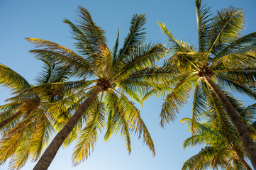 Coconut palm tree canopy in early morning light on Miami Beach, Florida on clear cloudless sunny...