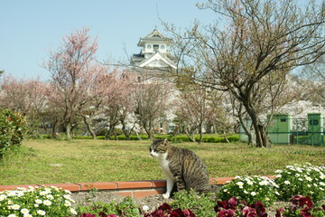 桜咲く滋賀・長浜の豊公園に住む猫