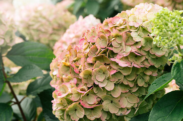 White and pink hydrangea flowers in full bloom in a garden.  Hydrangea bushes blossom on sunny day. Flowering hortensia plant. Blossoming flowers in the spring