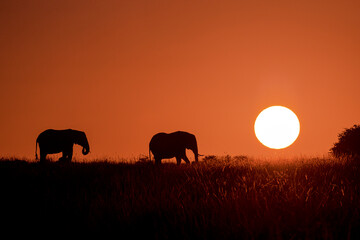 Obraz na płótnie Canvas Elephant Sunrise Silhouette