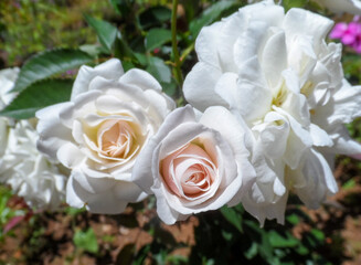 white roses in the garden