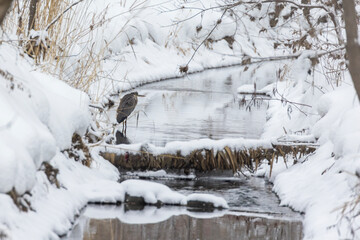 great blue heron (Ardea herodias) in winter landscape