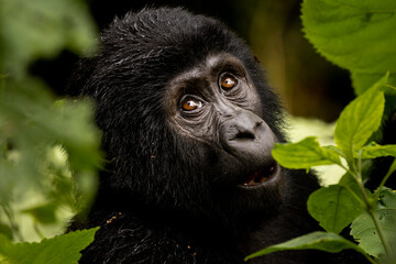 An endangered baby mountain gorilla climbs in the trees in Uganda