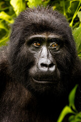 An endangered mountain gorilla in Uganda