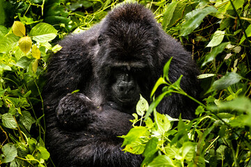 An endangered mother mountain gorilla nurses her one-week-old baby in Uganda © Michael
