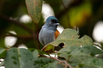 A flycatcher in Uganda