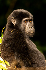An endangered baby mountain gorilla sits in the sunlight in Uganda