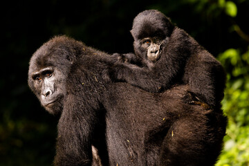 A baby mountain gorilla hangs on the back of his mother in Uganda © Michael