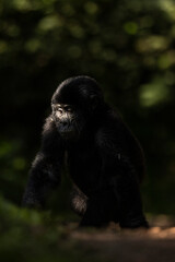 A baby mountain gorilla walks through the sunlight in Uganda