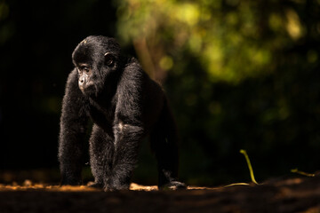 A baby mountain gorilla walks through the sunlight in Uganda