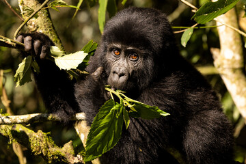 A baby mountain gorilla eats leaves in Uganda - Powered by Adobe