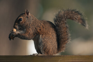 Squirrel. Gray fluffy North American Squirrel. Rodent is hungry. Squirrel eating a peanut nut. Feeding wild animals. Nature background.