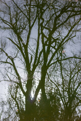 Autumn winter tree reflected in the water of the river with fallen leaves, in black with the reflection of the sun.