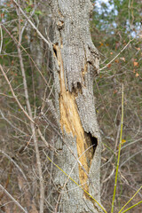 Autumn winter tree without leaves, old wood trunks on the ground, cut, wintering, with old bark and brown background trees.