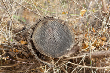 Autumn winter tree without leaves, old wood trunks on the ground, cut, wintering, with old bark.
