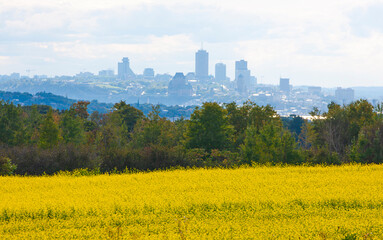 View of downtown Quebec City seen from Ile D'Orleans with mustard plant field in foreground.