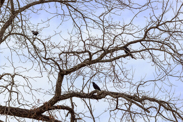 Autumn winter tree without leaves, with gray foggy day and on the leafless branches, two black crows looking at the horizon.