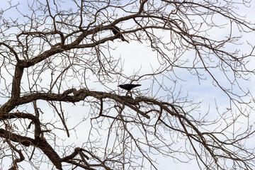 Autumn winter tree without leaves, with gray foggy day and on the leafless branches, two black crows resting.