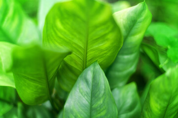 Green leaves blurred background, green leaf texture close up, fresh foliage, organic herbs, natural healthy vegetarian food, vegetable garden, greenery, tropical flora, botanical pattern, agriculture