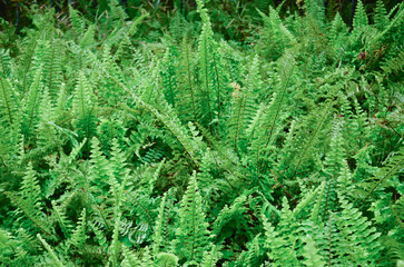 a Fern Leaves plant pattern for background.