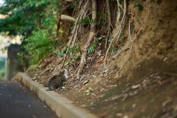 木の上に見上げている猫