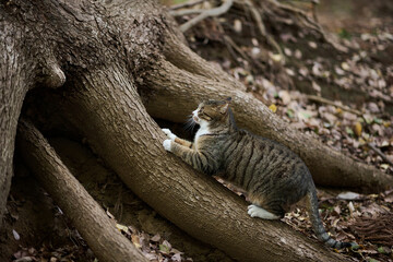 木で爪とぎしている猫