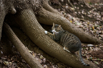 木で爪とぎしている猫