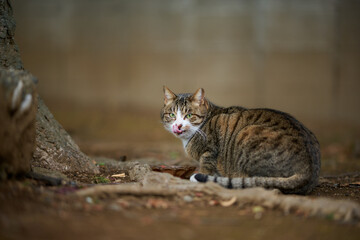 面白い表情の猫