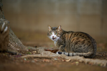 面白い表情の猫