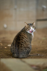 振り向いている猫が面白い顔をしている