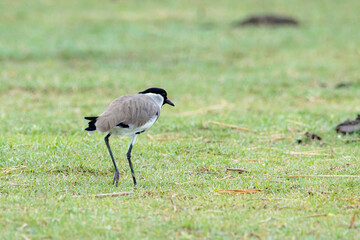 The River Lapwing on green field