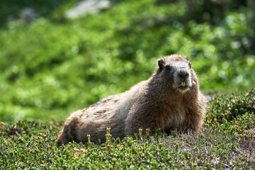 Marmot on the alpine meadow