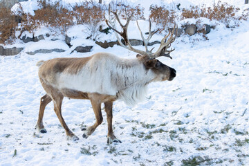 Obraz premium reindeer in the snow